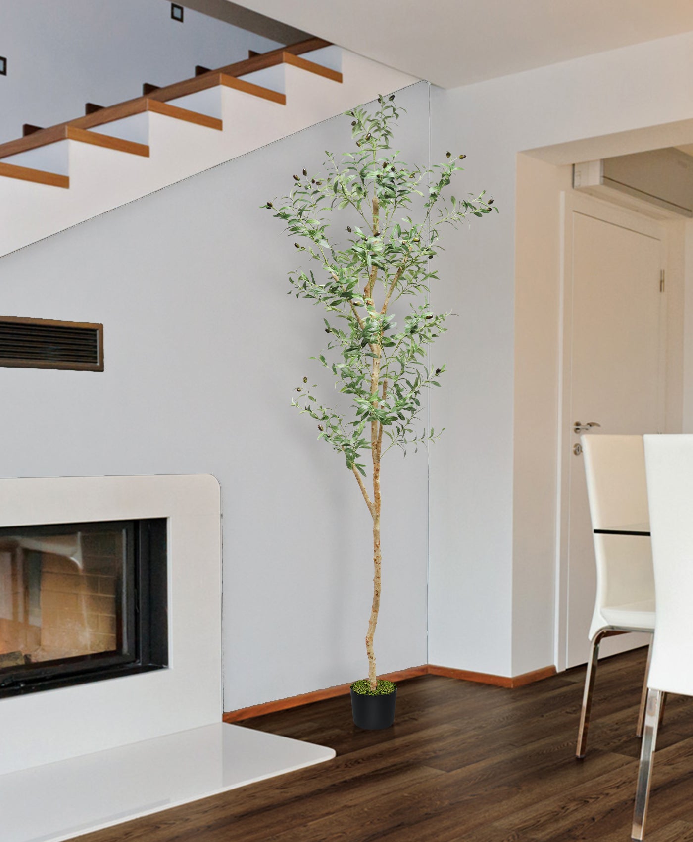 94 inches Olive Tree