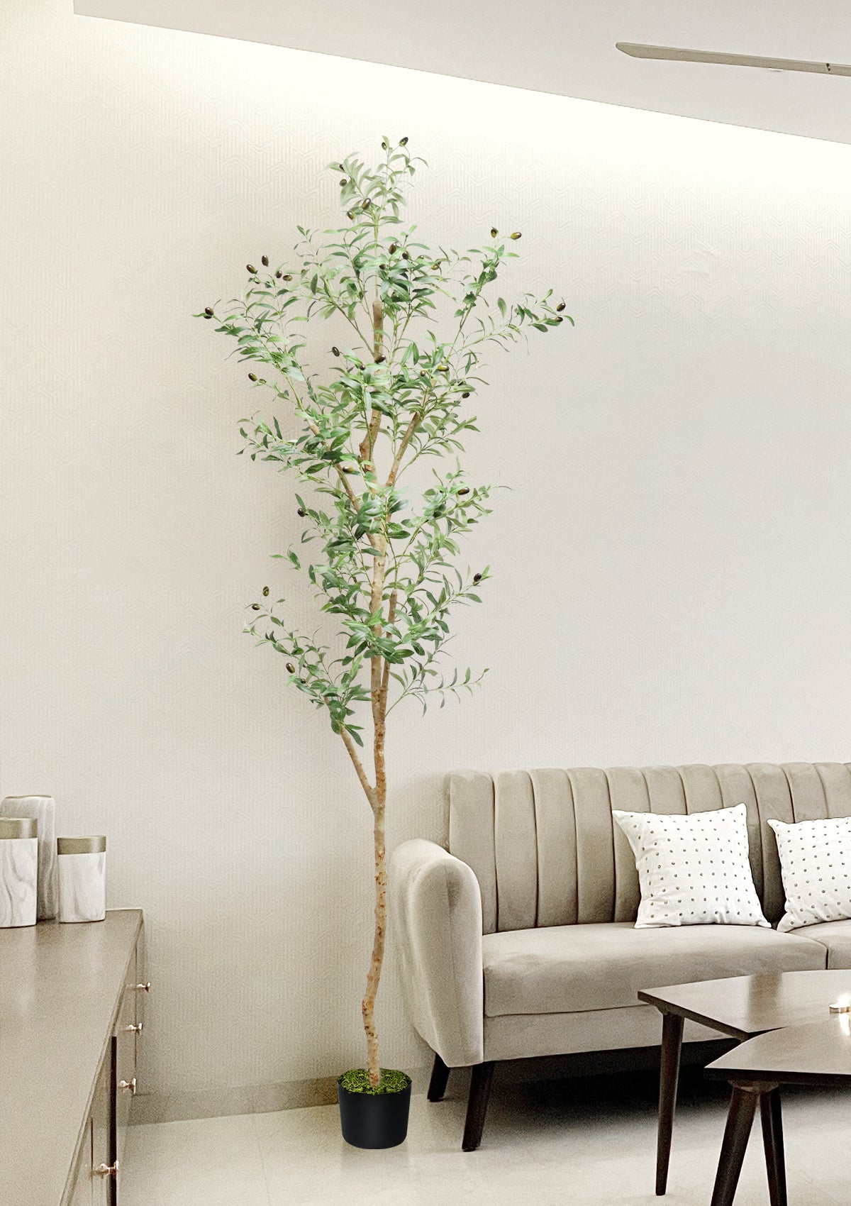 94 inches Olive Tree
