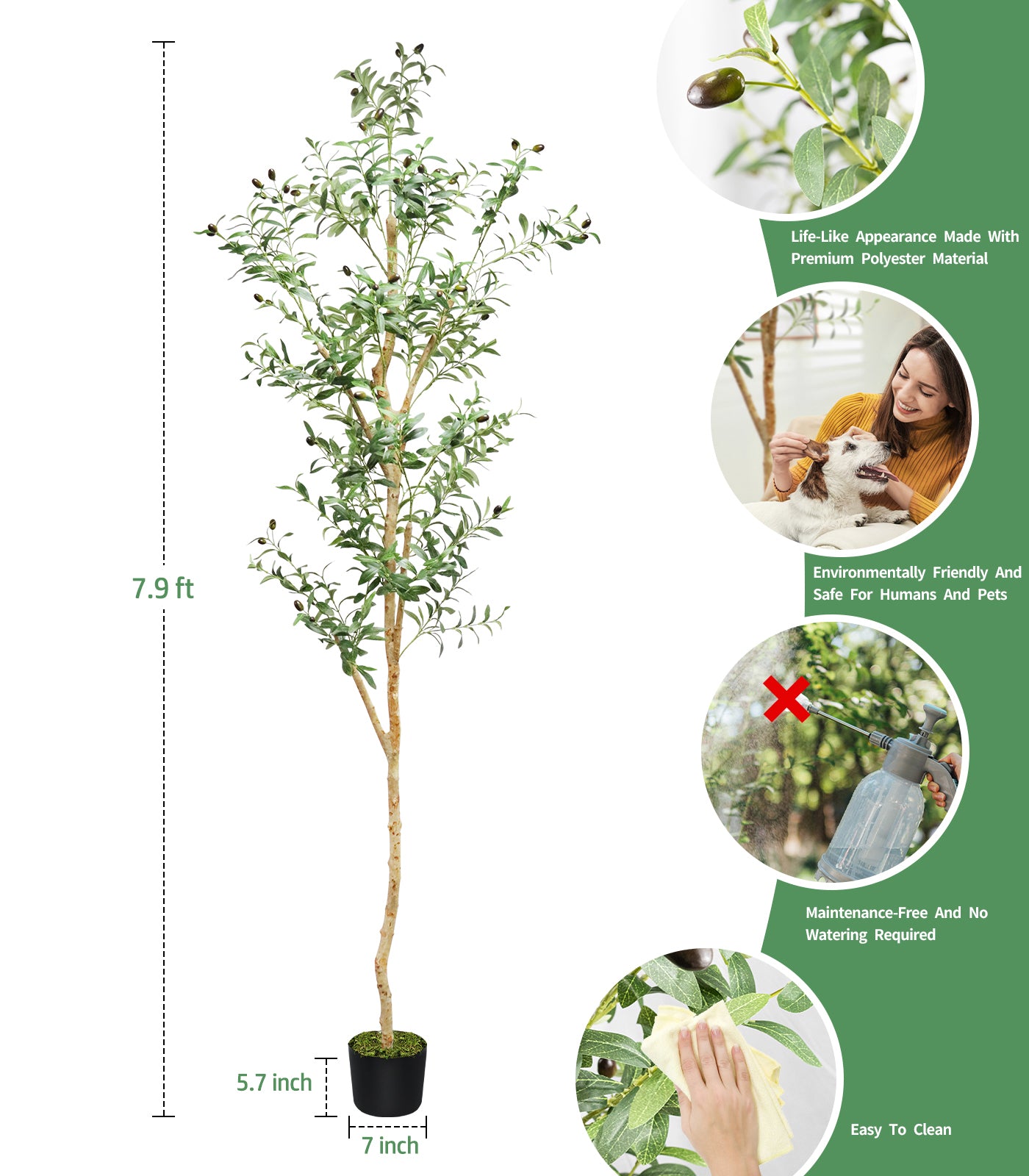 94 inches Olive Tree