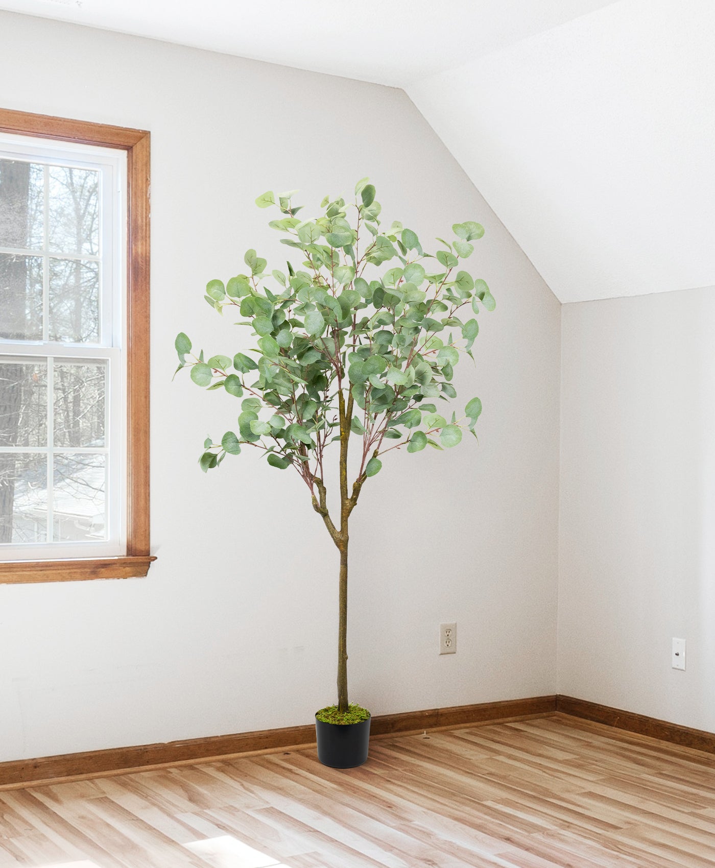 63in Eucalyptus Tree