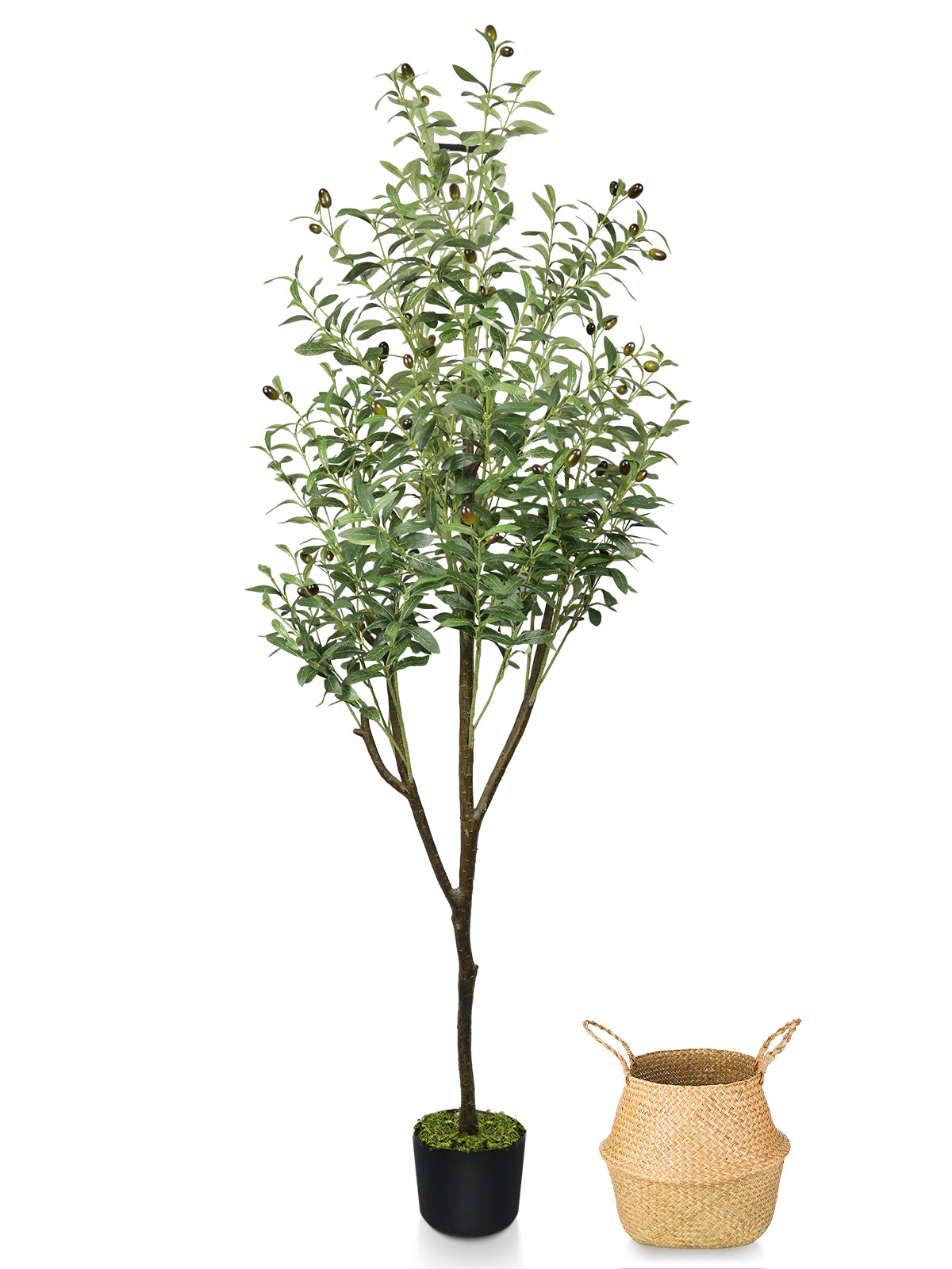 6ft Olive Tree