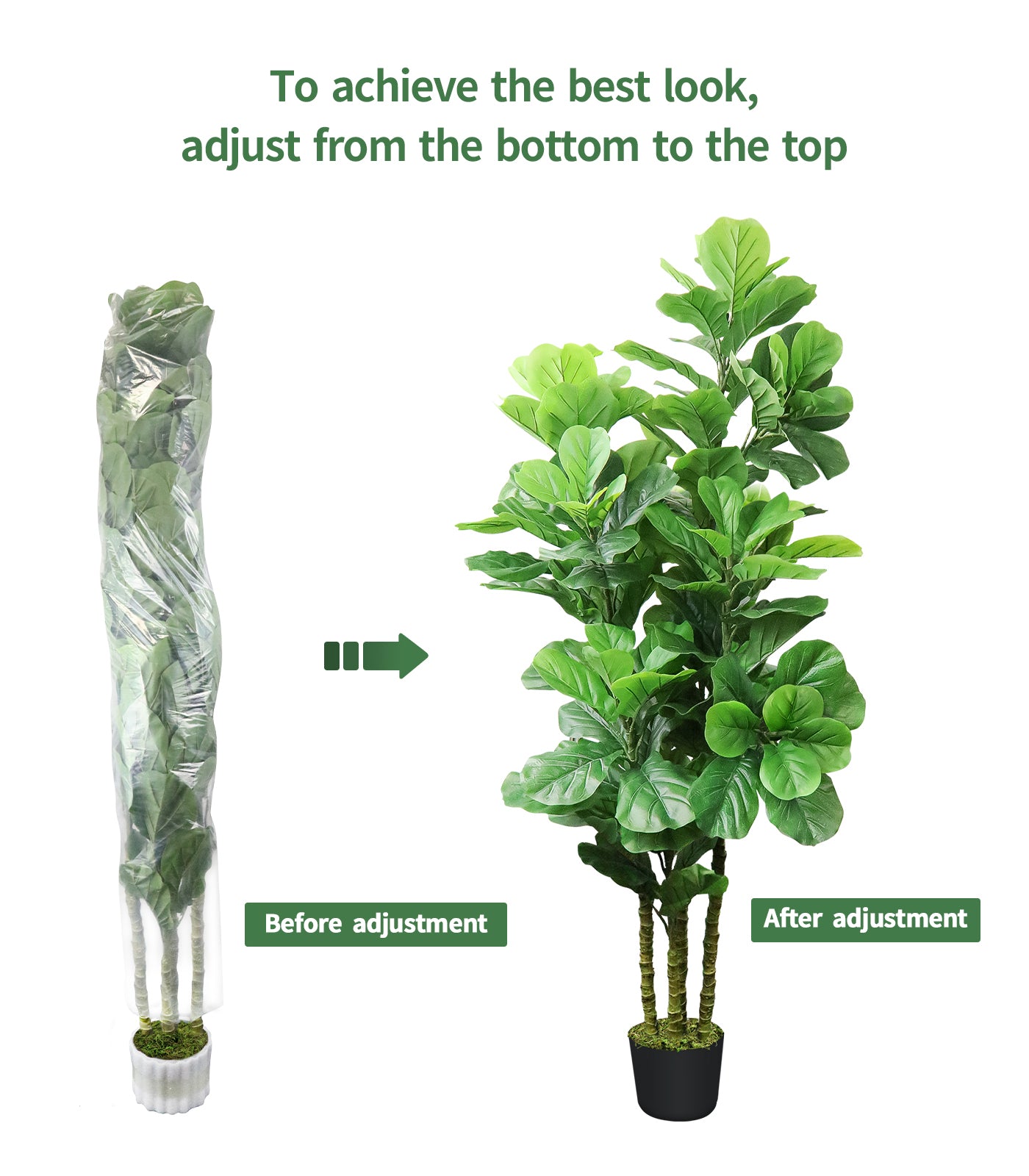 6ft Fiddle Fig Tree
