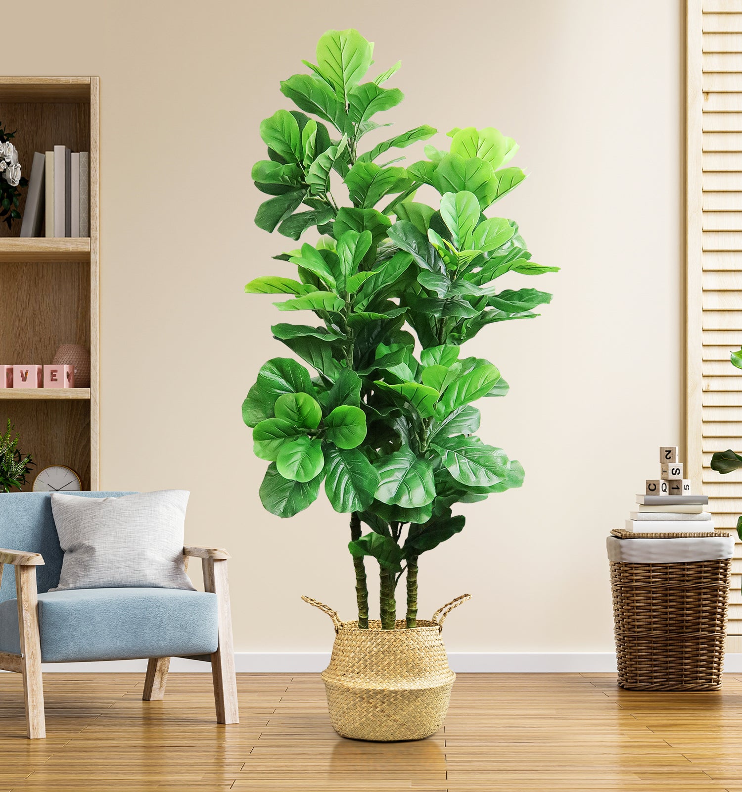 6ft Fiddle Fig Tree
